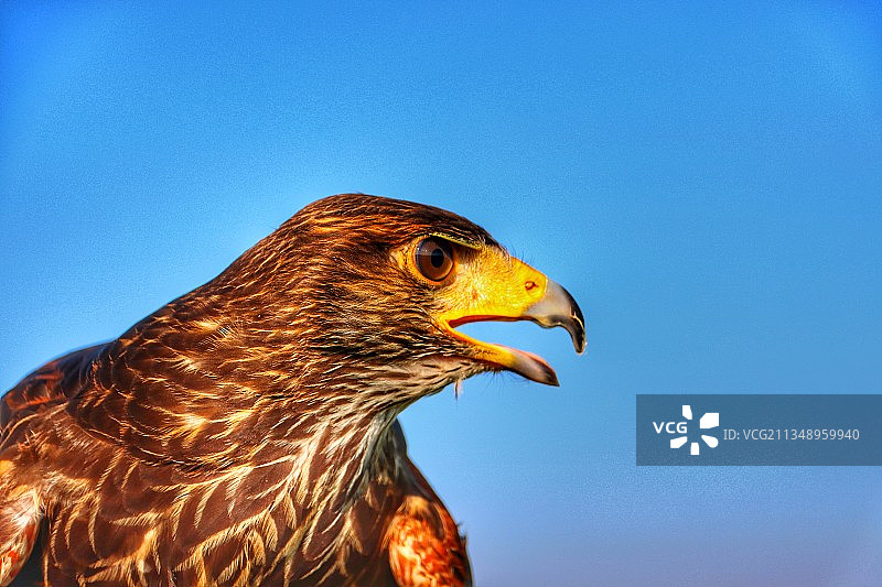 晴朗蓝天下秃鹰的特写图片素材
