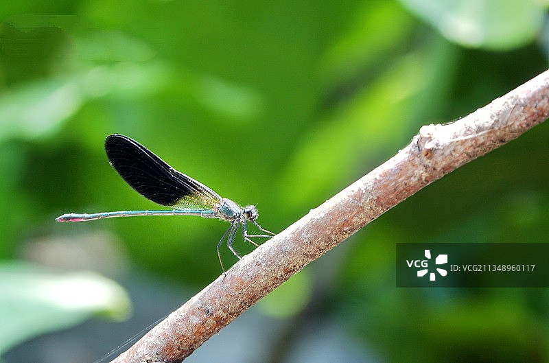 豆娘在树枝上的特写图片素材