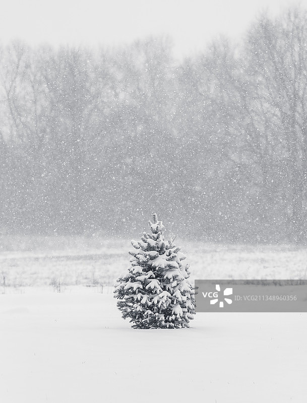 俄亥俄州利马雪原树木景观，美国图片素材