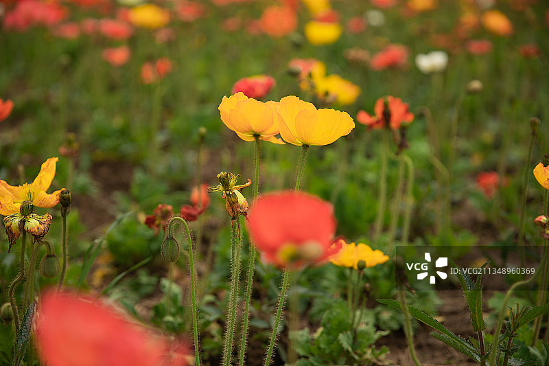 武汉花博园图片素材