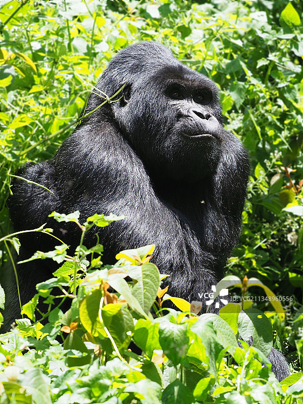乌干达野生大猩猩的特写图片素材