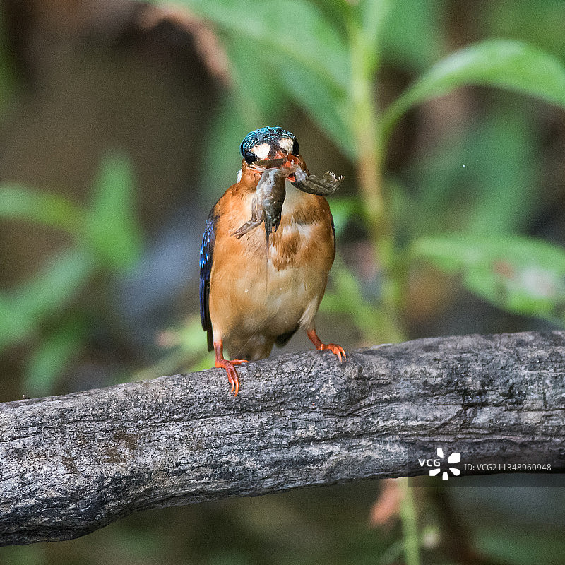 栖息在树枝上的鸣禽特写图片素材