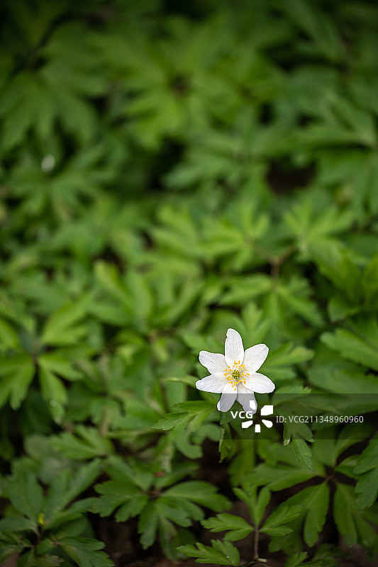 白色开花植物特写，英国图片素材