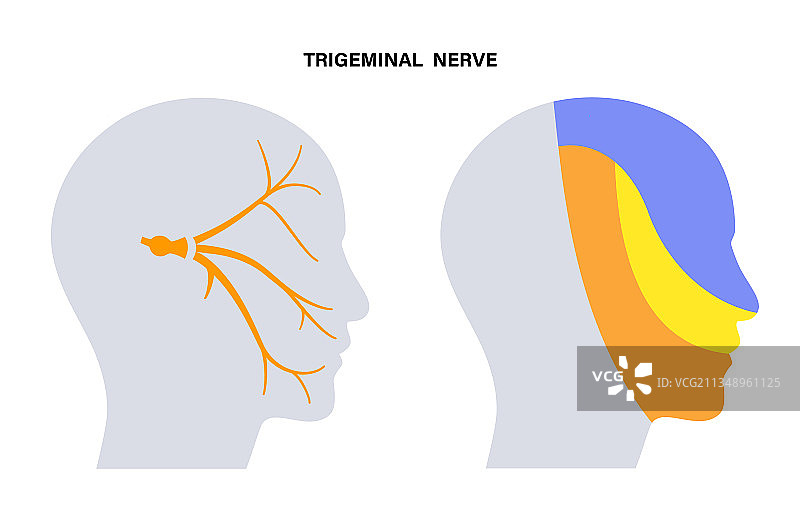 三叉神经图图片素材