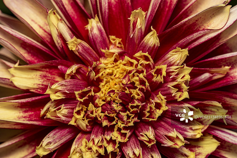 英国塔莱顿的粉色大丽花特写图片素材