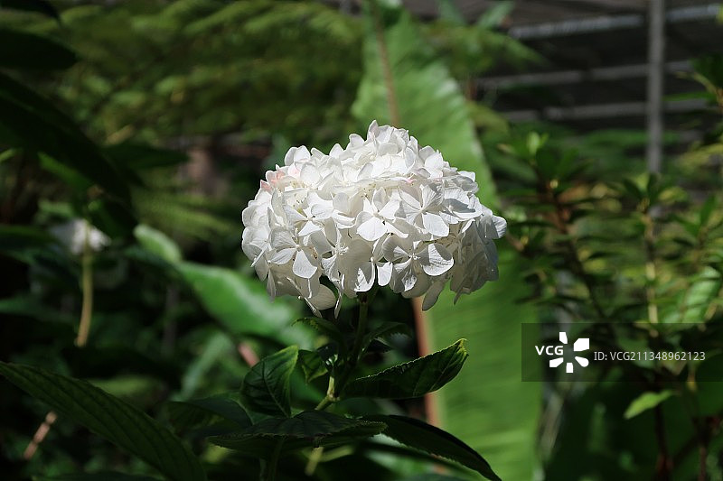 葡萄牙爱德华七世公园的白色开花植物特写图片素材