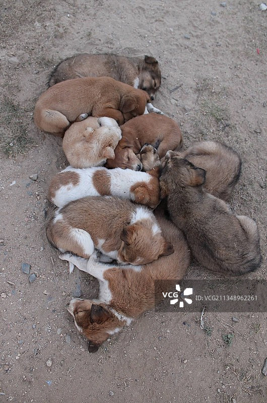 白色背景蘑菇俯视图图片素材