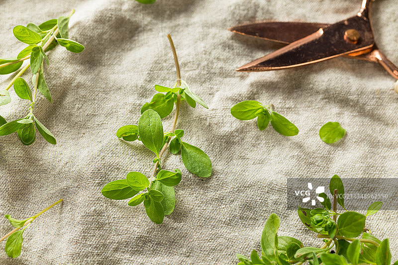 桌上的草药特写图片素材