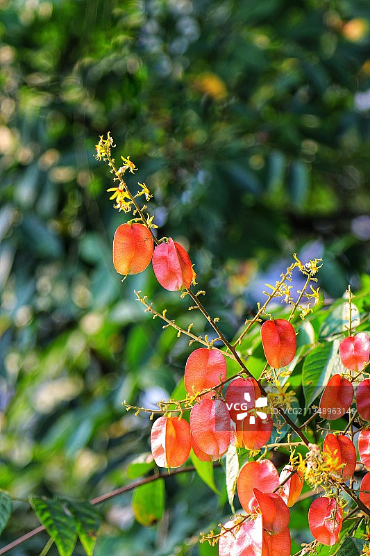 湖北恩施城区栾树开花街景美如画。图片素材