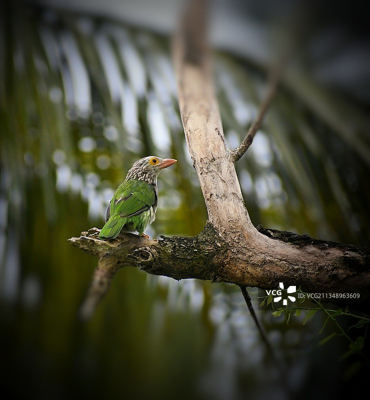 栖息在树枝上的热带鸟类特写图片素材