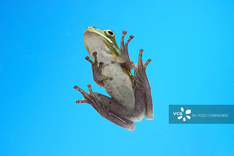 海龟游泳的仰视角度照片图片素材