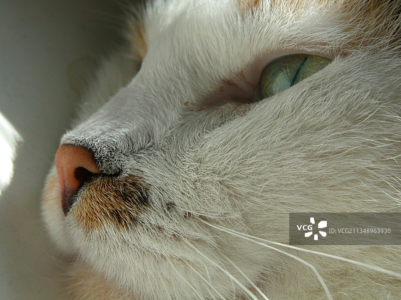 猫咪特写，维也纳，奥地利图片素材