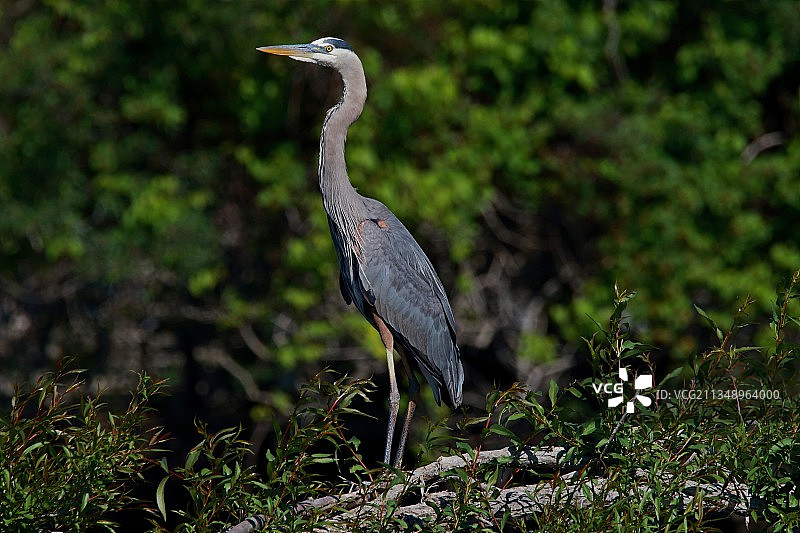 灰鹭栖息在加拿大渥太华草地特写图片素材