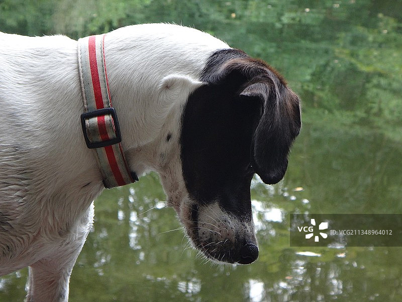 奥地利维也纳：狗狗的特写图片素材