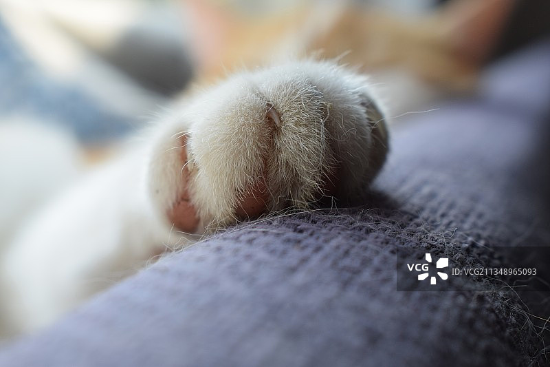 特写的猫图片素材