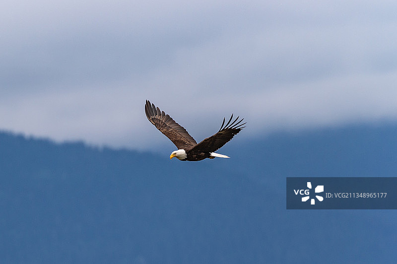 美国的秃鹰图片素材