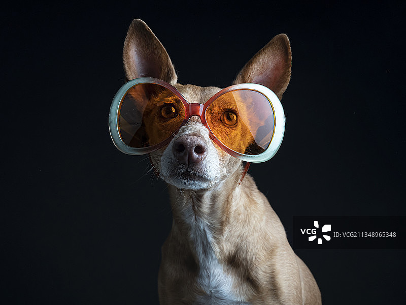 在西班牙马德里，宠物犬戴着太阳镜在黑色背景前的特写图片素材