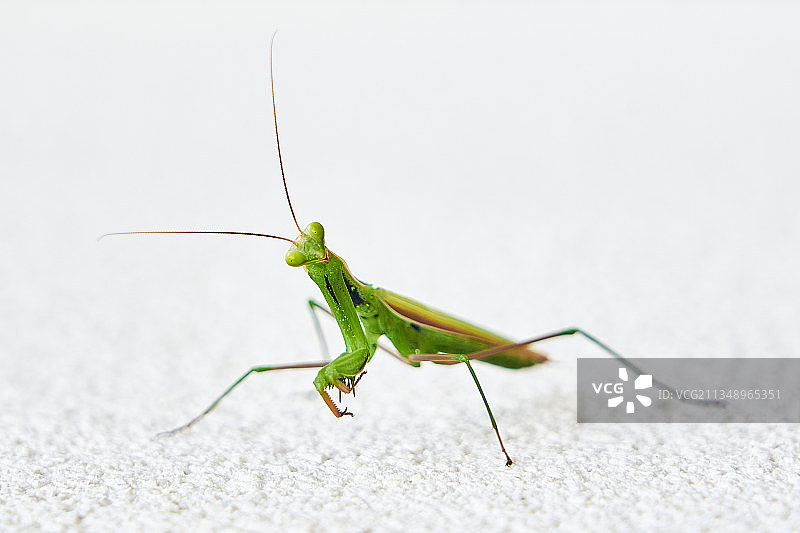 克罗地亚普拉墙上的蚂蚱特写图片素材