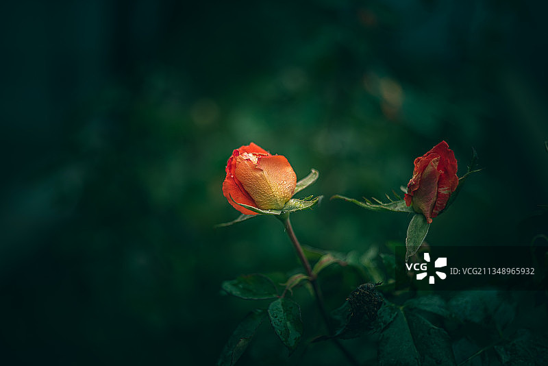 红色玫瑰花蕾的特写图片素材