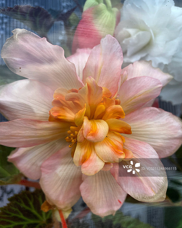 粉红色花朵的特写图片素材