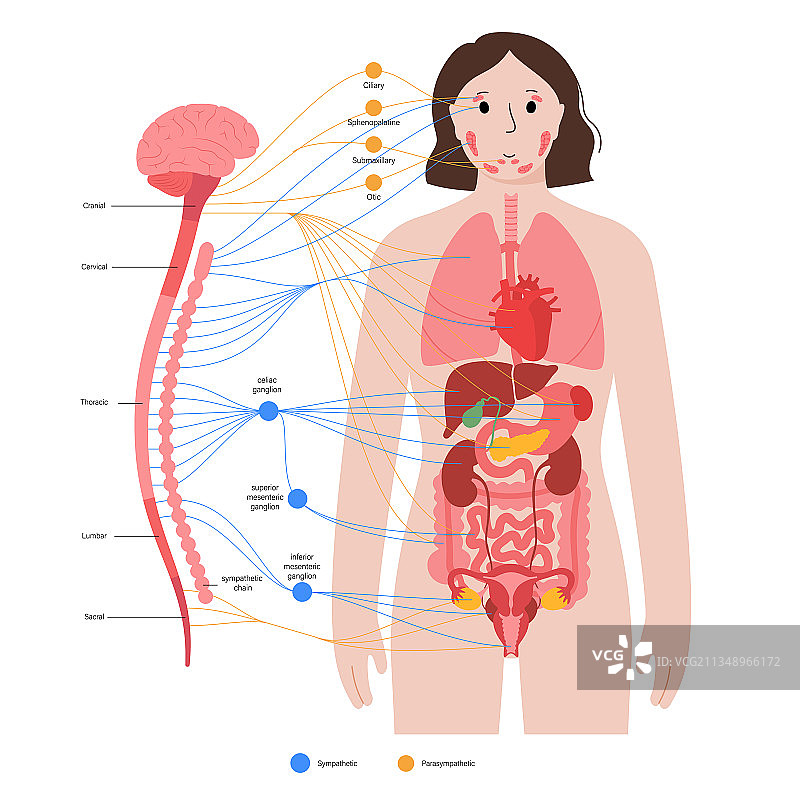 自主神经系统图片素材