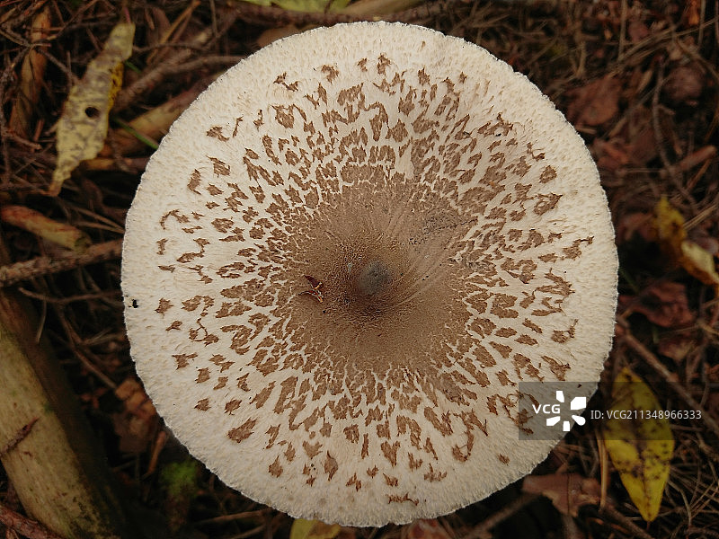 俄罗斯田野生长的蘑菇特写图片素材