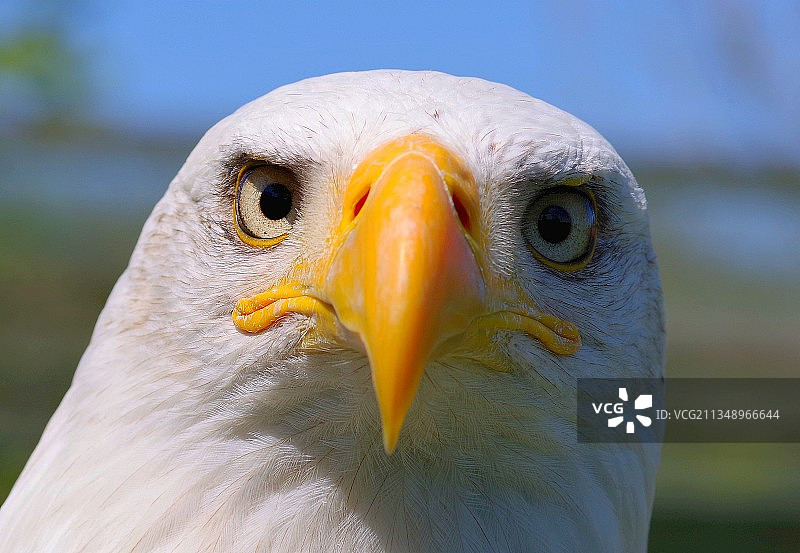 秃鹰特写肖像，美国图片素材
