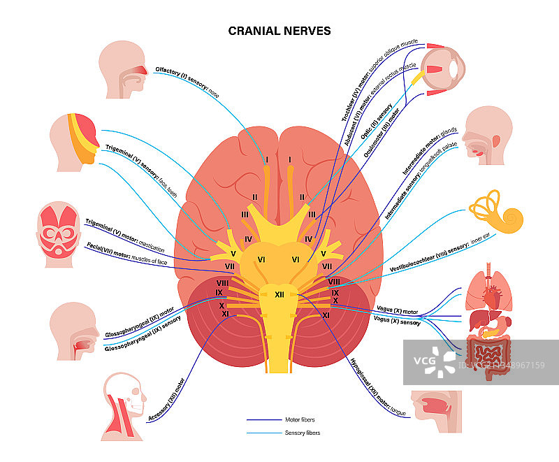 脑神经图图片素材