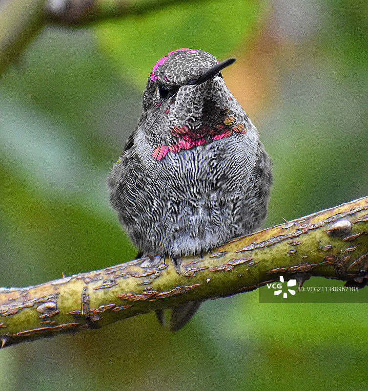 热带蓝颏蓝宝石蜂鸟栖息在树枝上的特写图片素材