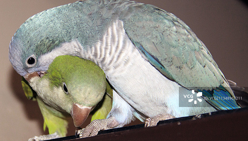 鹦鹉栖息在墙上的特写镜头图片素材