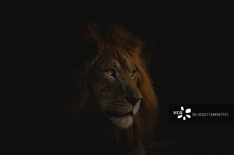 吉尔国家公园印度古吉拉特邦雄狮特写图片素材