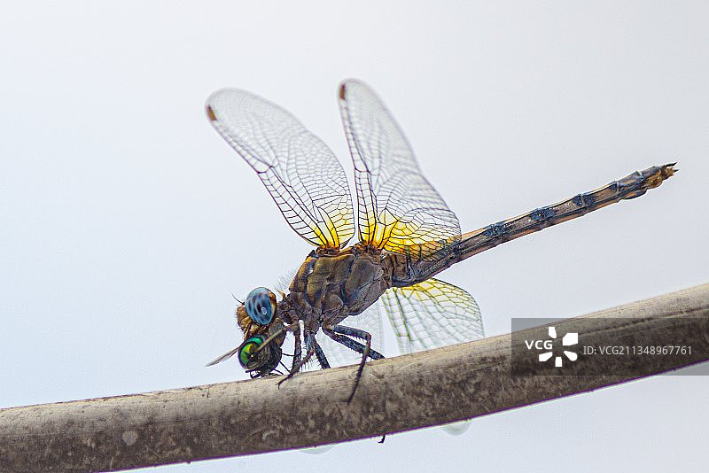 蜻蜓栖息树枝特写，尼日利亚拉各斯图片素材