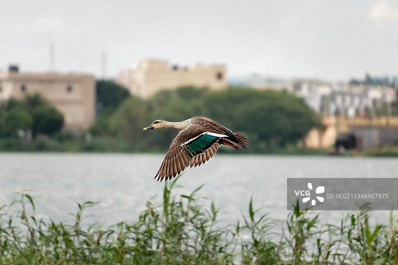 印度翠鸟图片素材