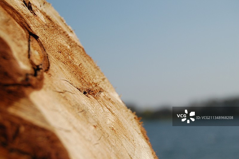 特写：木纹与晴朗的天空图片素材