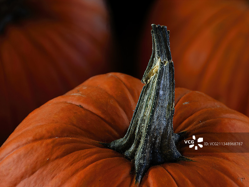 南瓜特写，美国田纳西州纳什维尔图片素材