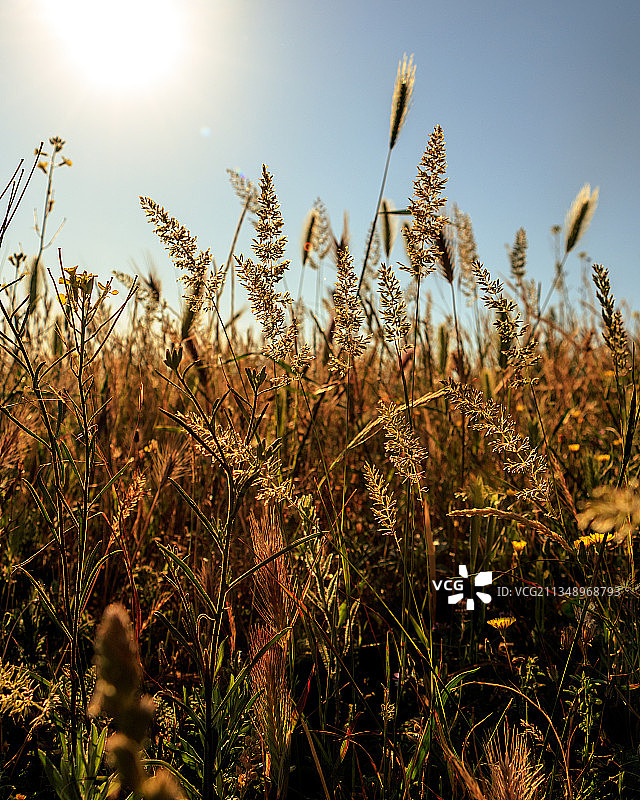 保加利亚瓦尔纳的田野植物特写图片素材