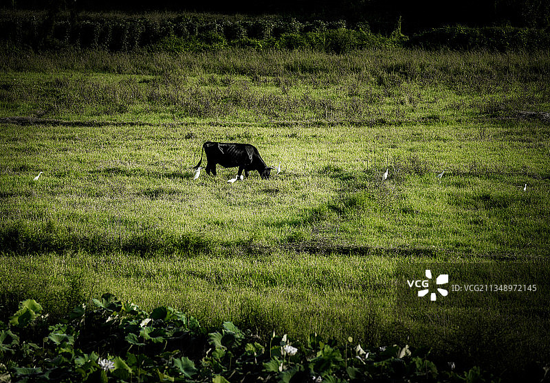 秋日恋曲图片素材