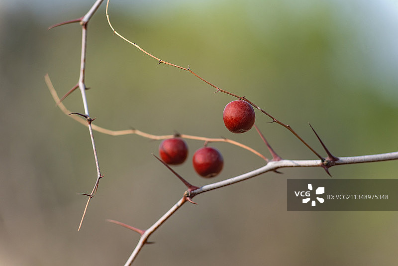 枝头上的野酸枣果实图片素材