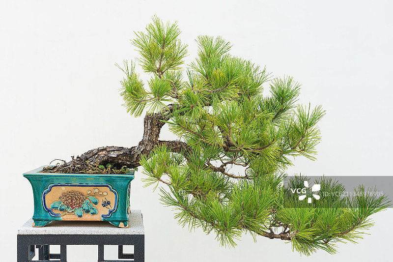 黑松盆景图片素材