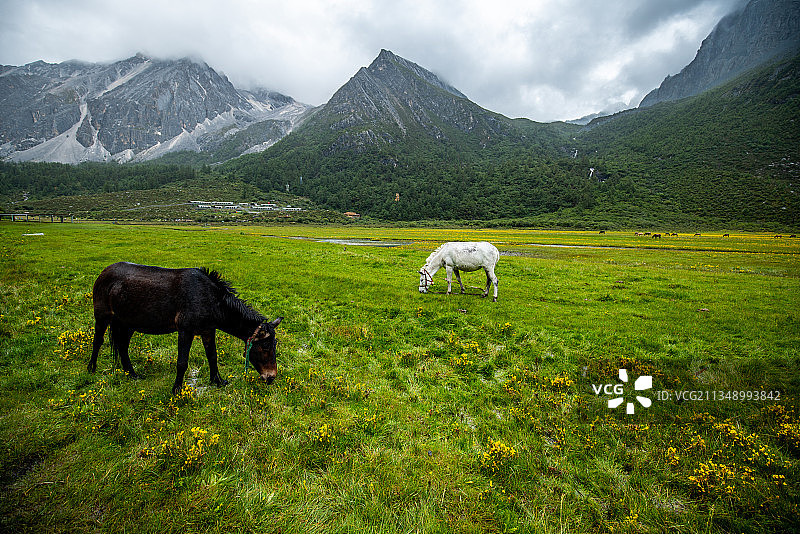 亚丁诺绒牛场图片素材