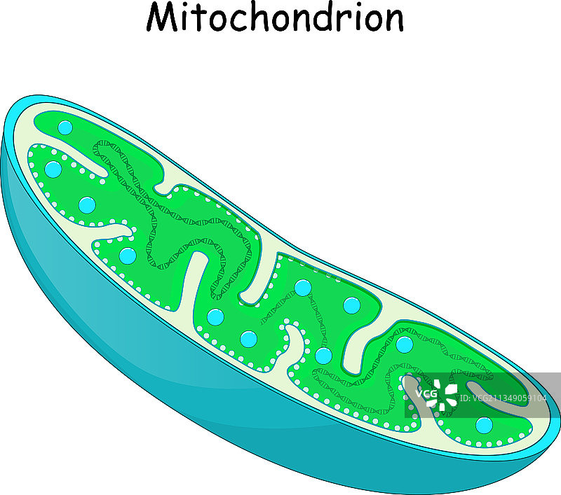 线粒体2图片素材