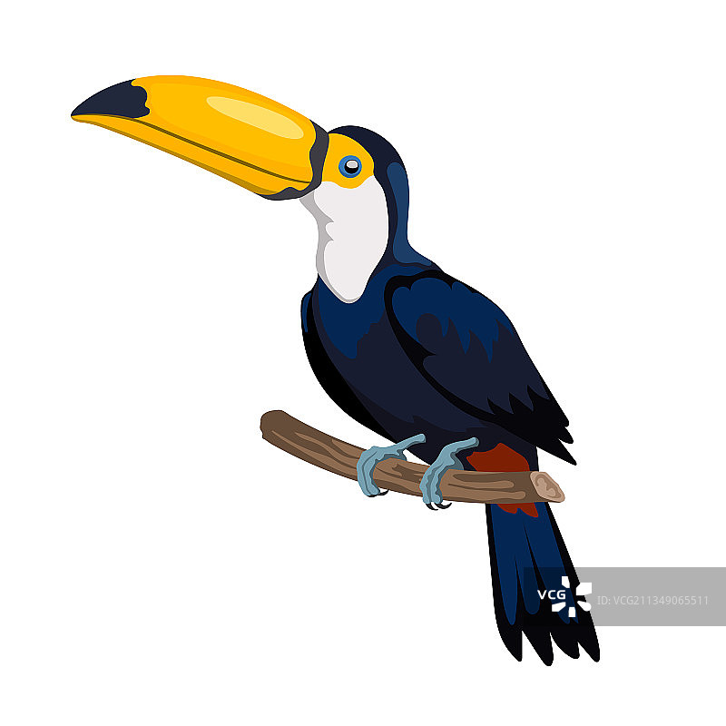卡通巨嘴鸟图标，墨西哥森林鸟类图片素材