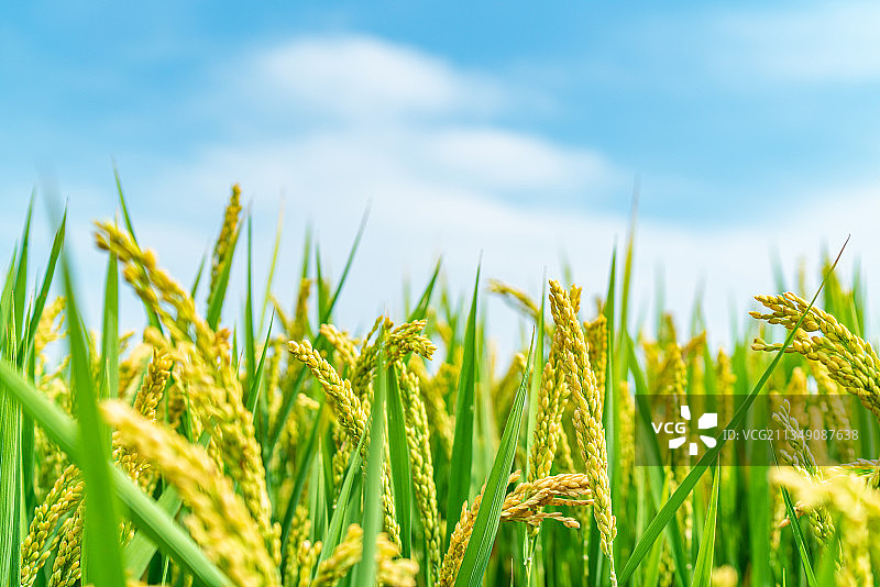 水稻 稻田 农村 秋分图片素材