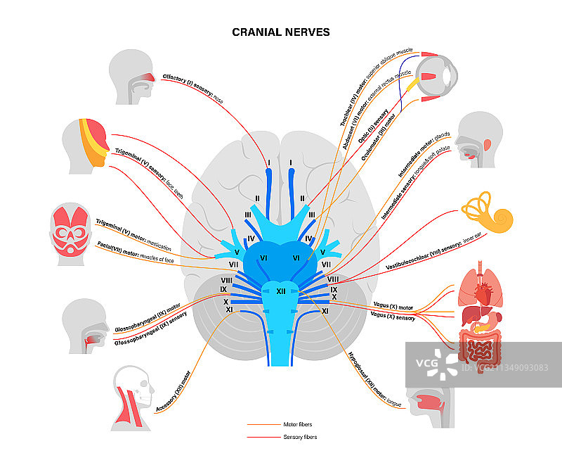 脑神经图图片素材
