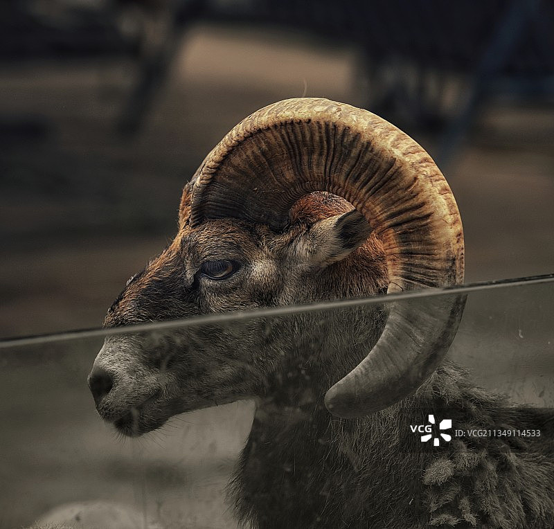 动物园里的野羊图片素材