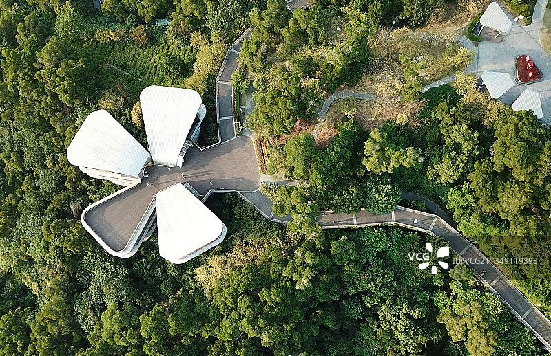 福道上的茉莉花瓣图片素材