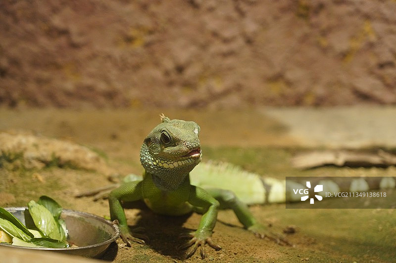 岩石上蜥蜴的特写镜头图片素材