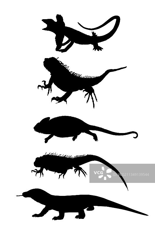 蜥蜴爬行动物剪影物种符号集图片素材