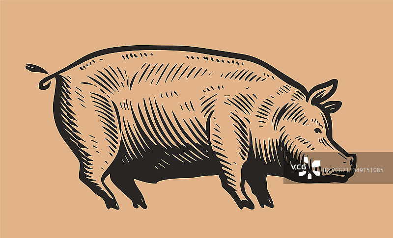复古雕刻风格手绘猪肉图片素材