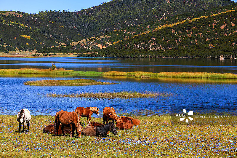 香格里拉普达措国家公园图片素材